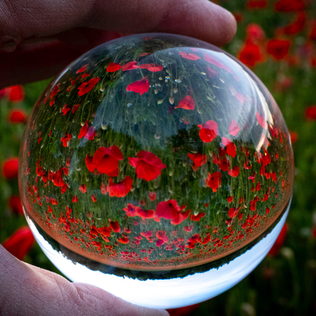 Poppy Field
