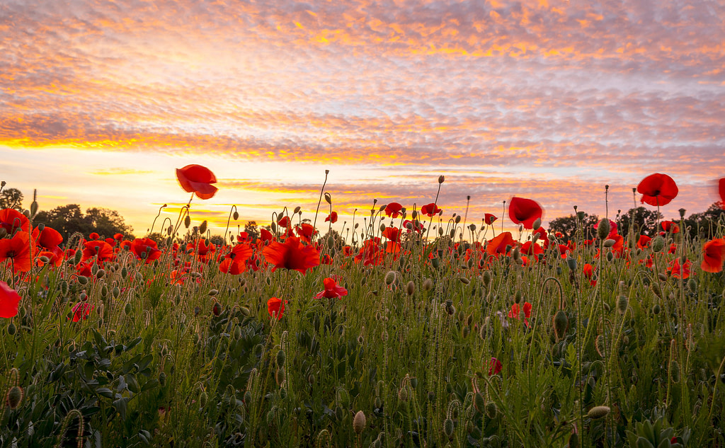 Poppy Field