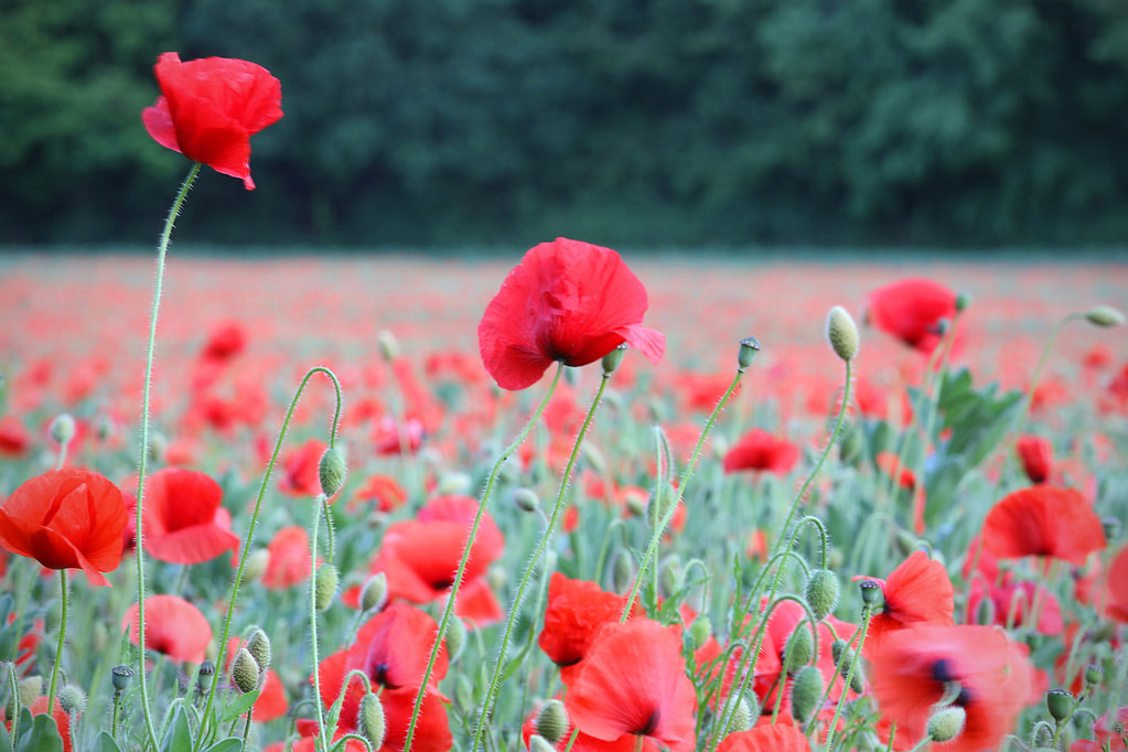 Poppy Field