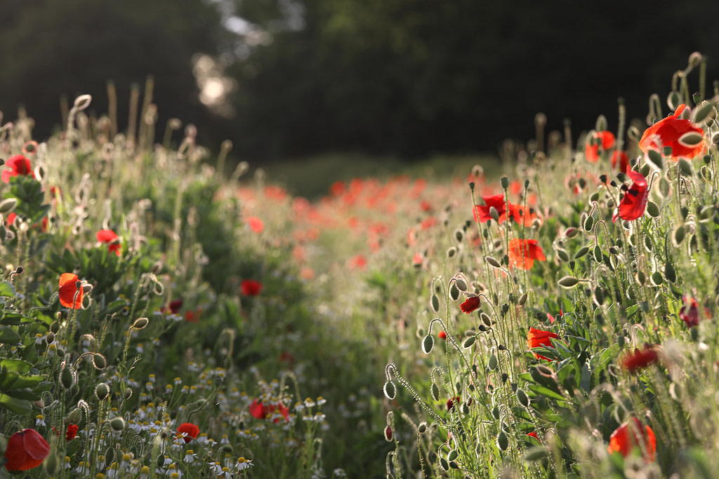Poppy Field