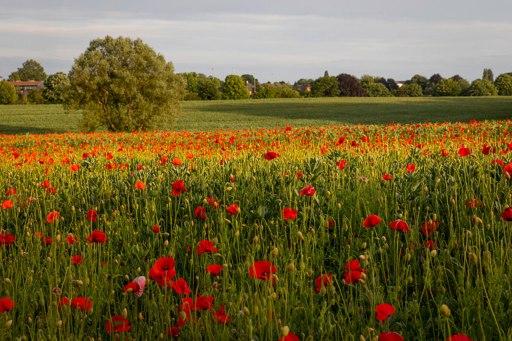 Poppy Field