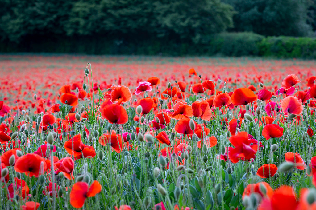 Poppy Field