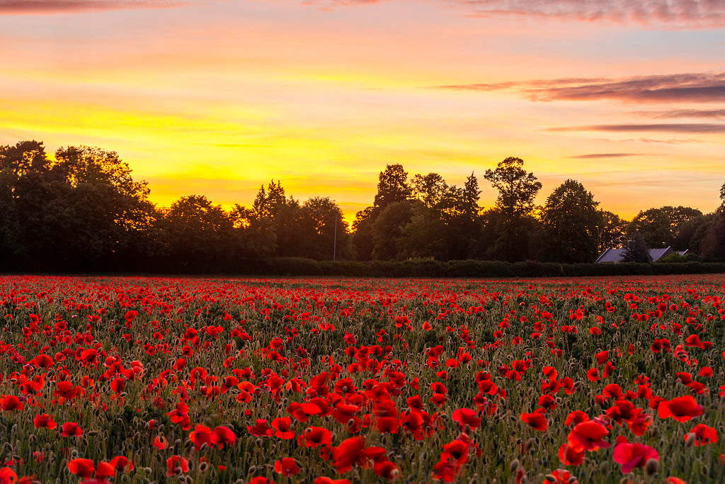Poppy Field