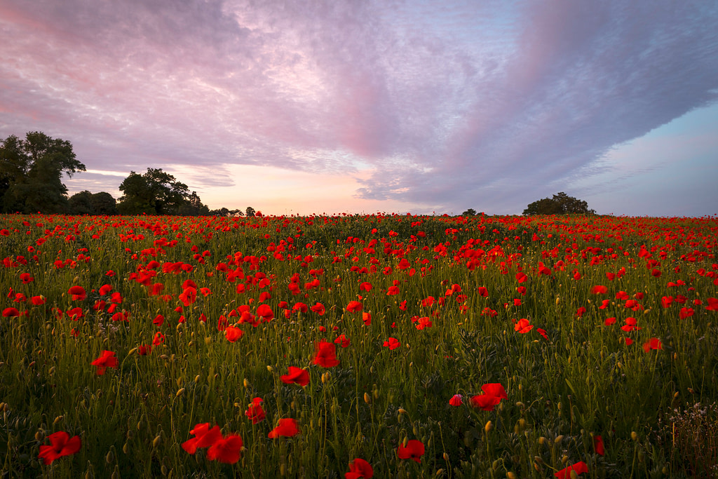 Poppy Field