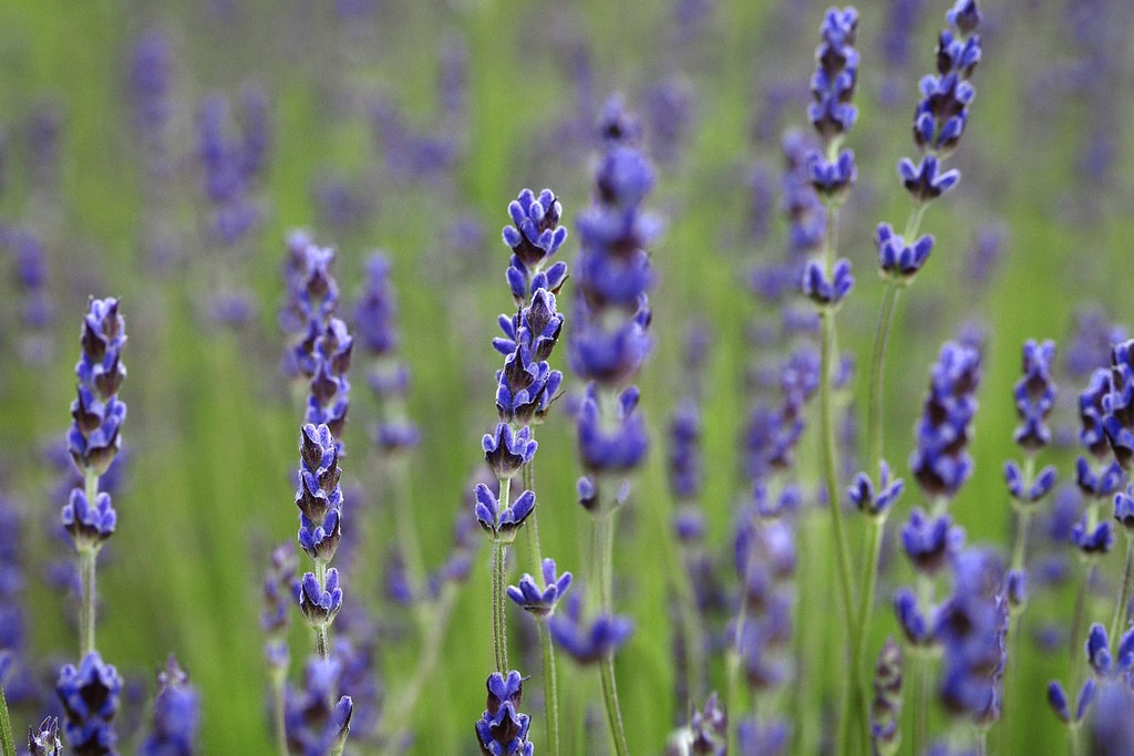 Cotswolds Lavender Fields