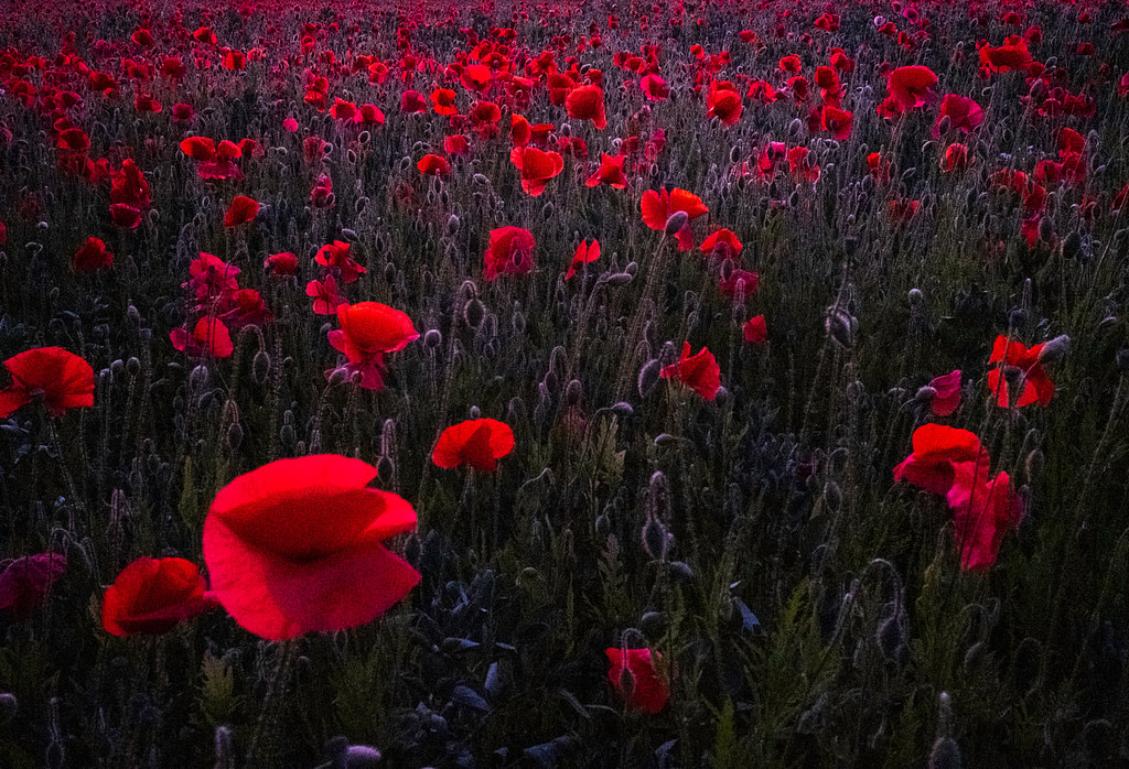 Poppy Field
