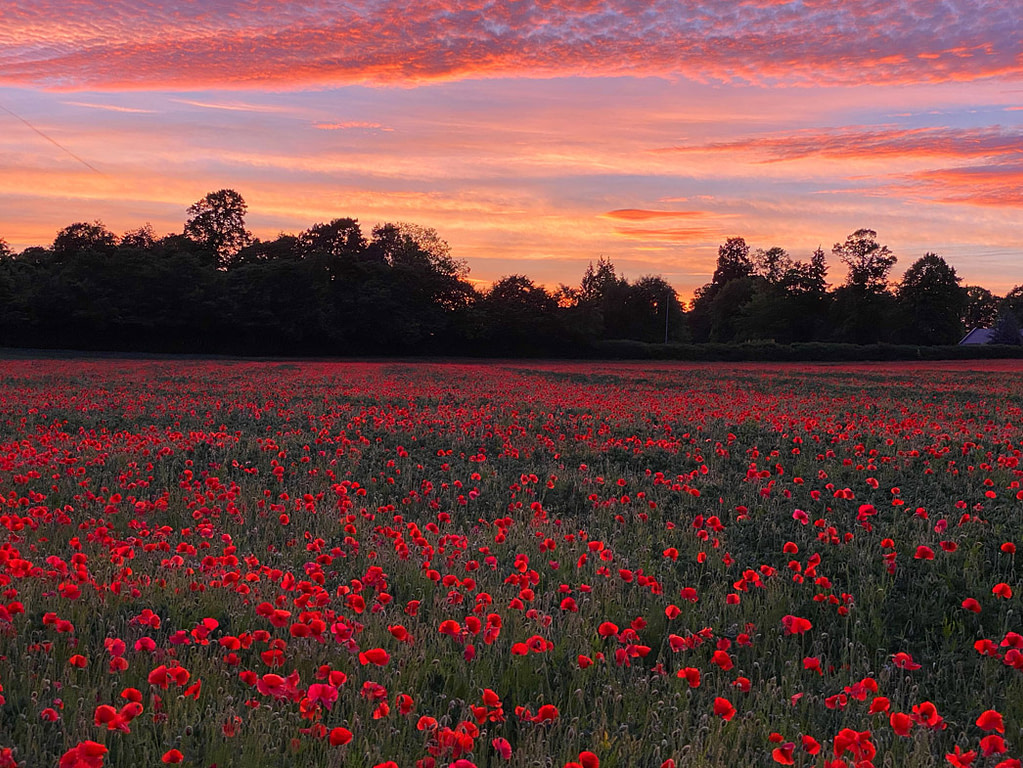 Poppy Field