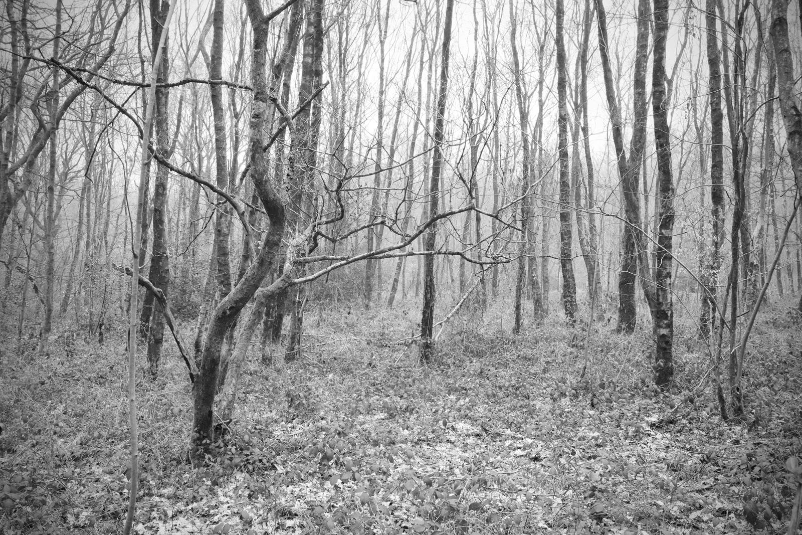 Clowes Wood in Black and White